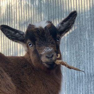 Meet your Posher, Mackenzie